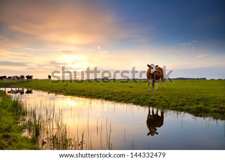 cow on pasture reflected in river at sunrise, Groningen, Netherlands