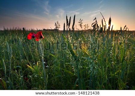 poppy flowers and oat plant on field at sunset