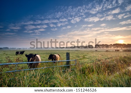 Cows And Bull On Summer Pasture At Sunrise