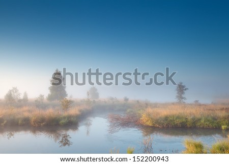 morning sunshine over misty swamp, Fochteloerveen, Netherlands