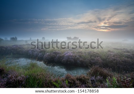 misty sunrise over swamp with flowering heather, Fochteloerveen, Netherlands
