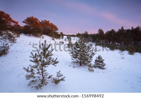 twilight in winter coniferous forest, Gelderland, Netherlands