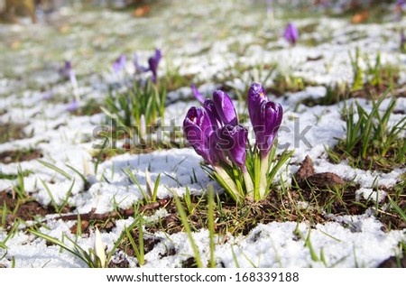 purple crocus flowers on snow meadow during spring day
