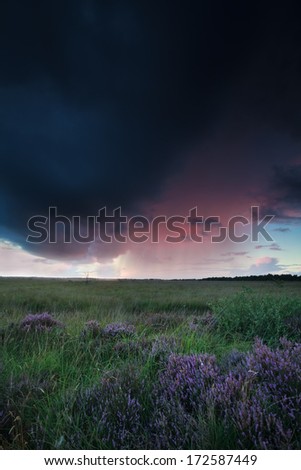 shower over marsh with heather at sunset, Netherlands