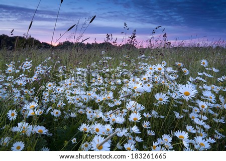 many daisy flowers at sunset in summer