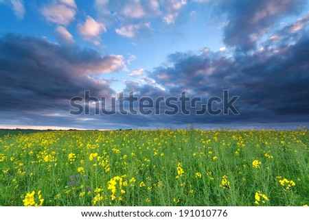rapeseed flower field at sunset, Netherlands