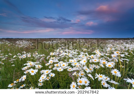 sunset over summer wildflower field, Friesland, Netherlands