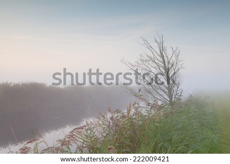 tree by river in autumn morning fog