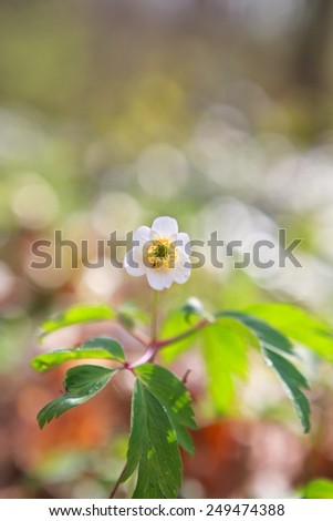 anemone flower in sunny spring forest close up