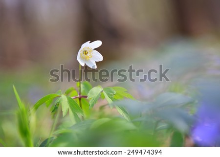 white anemone flower in spring forest close up