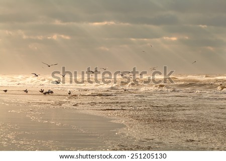 seagull birds over sea waves at sunset, Netherlands