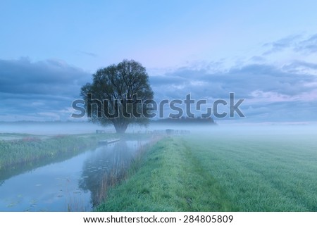 misty morning over tree by river