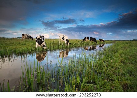 cows grazing on pasture by river in summer