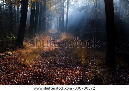 path in misty autumn beech forest
