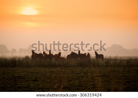 few horse silhouettes on pasture at sunrise in summer