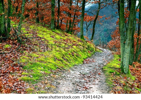 narrow path in forest in mountains
