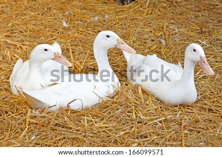 ducks white