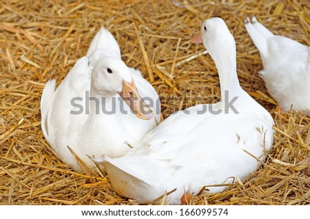 ducks white
