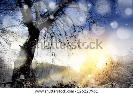 Winter sunset landscape with three trees silhouettes isolated opposite to majestic sky.  Card, poster, illustration