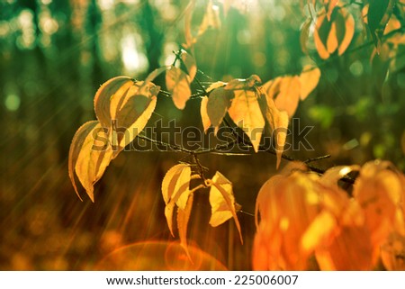 Autumn yellow leaves in rays of sunlight
