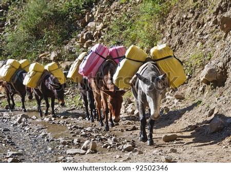 Donkey caravan in mountains of Nepal