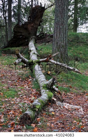 Tree uprooted due to nature at Yew Tree Tarn Cumbria Uk