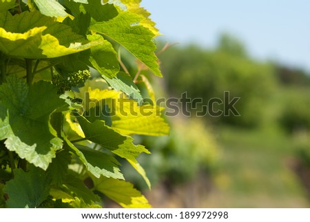 Grape leaves with green background.