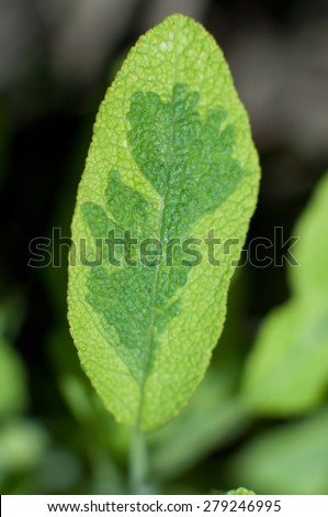 Light green leaf with dark green stains.