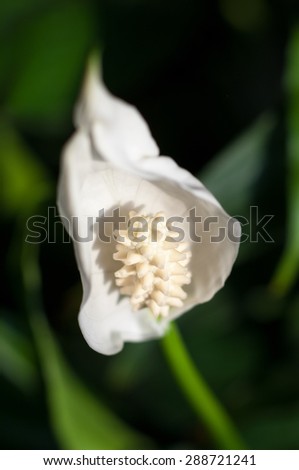 Peace Lily - Spathiphyllum wallisii.