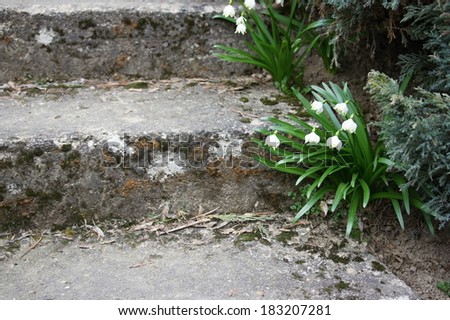 Little flowers under old stairs