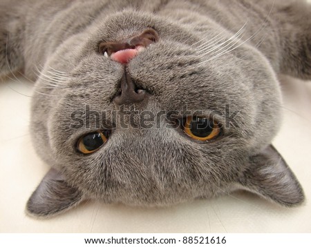 Cat in narcosis in veterinary hospital