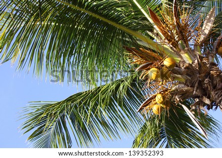 Palm tree and Holiday in Caribbean beach