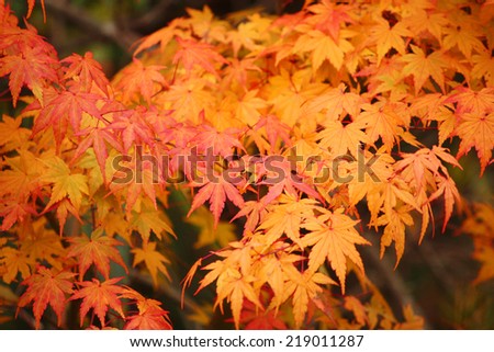 Autumn Leaves and Four Seasons
