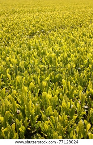 Green tea field in Japan