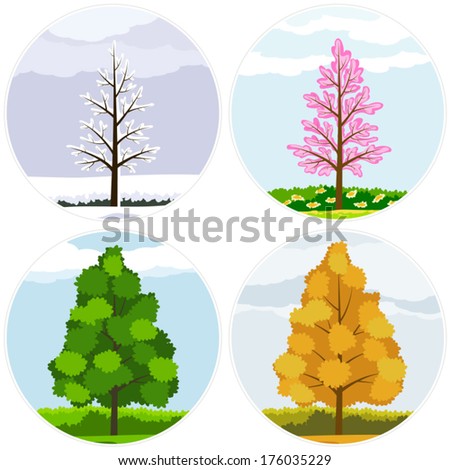Tree in four seasons: spring, summer, autumn, winter