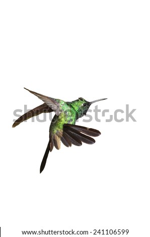 Male Cuban emerald hummingbird (Chlorostilbon ricordii) hovering motion isolated on white background