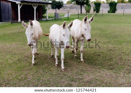 Three white donkeys in farmland