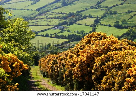 Ireland landscape scene in the country