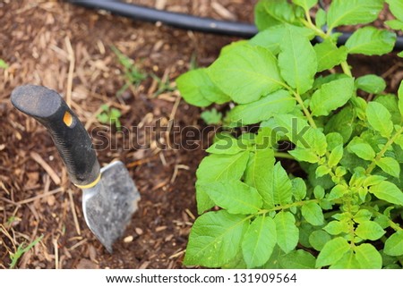 Gardening shovel with a black rubber handle laying next to a growing russet potato plant