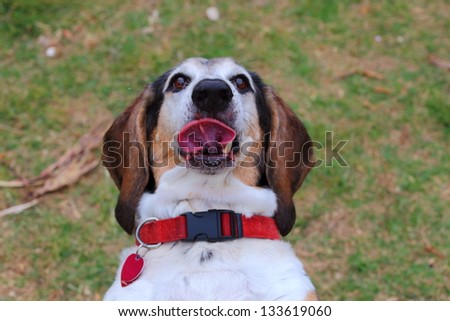 A close up view of a basset hounds face with his tongue sticking out