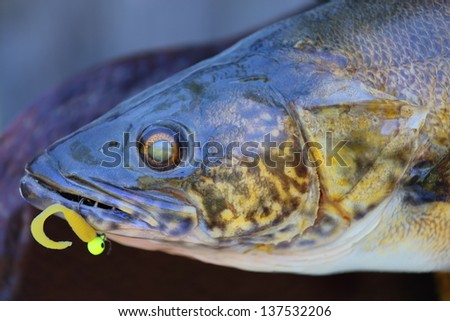 A close up view of a mounted walleye fish with lure in his mouth