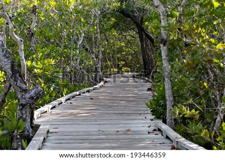 Wooden walkway leads through thick green forest of mangrove trees in the Florida Keys, Florida, USA.