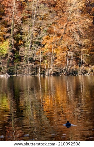 Fall lake reflects colorful foliage on the shore in Berlin, Germany.