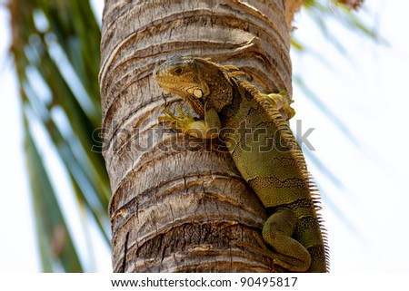 A Green Iguana watching the photographer from a palm tree trunk in the Florida Keys. These big lizards are not native to the USA but have made their home in the tropical climate of the Keys.