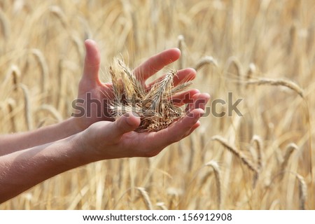 ears of rye on hands, blur rye filed in background