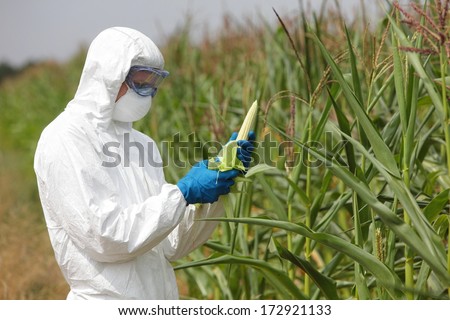 Gmo,Profesional In Uniform Goggles,Mask And Gloves Examining Corn Cob On Field