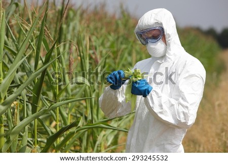 bio technology professional in uniform goggles,mask and gloves examining corn cob on field