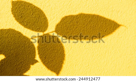 tree shadow on the Yellow wall pattern