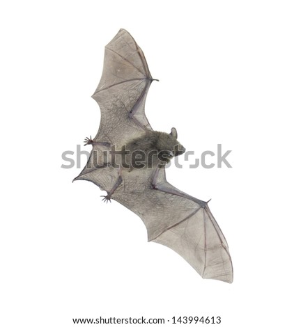 Closeup of small bat flying,isolated on white