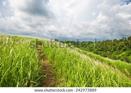 Narrow path on the green hill